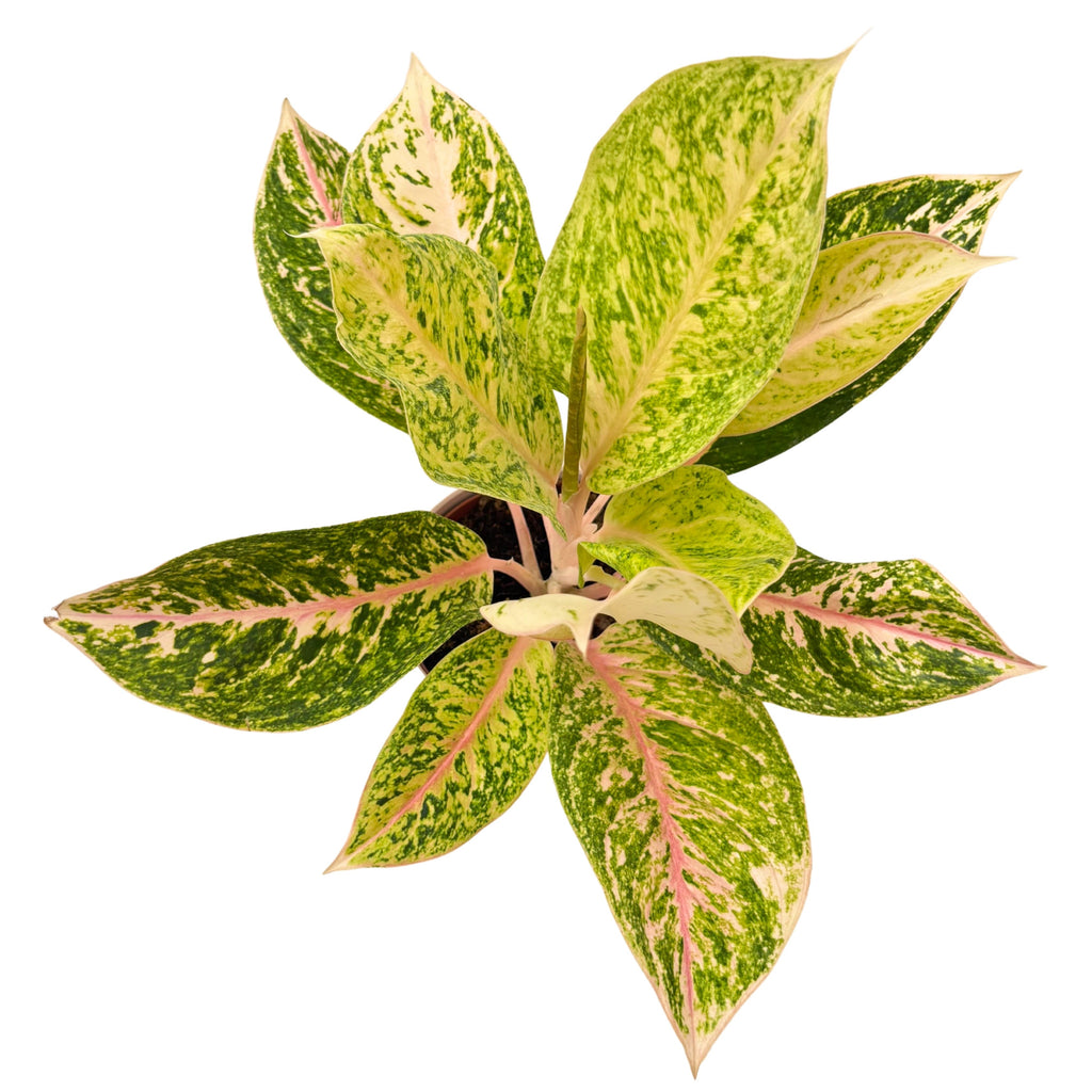 Aglaonema 30 Million