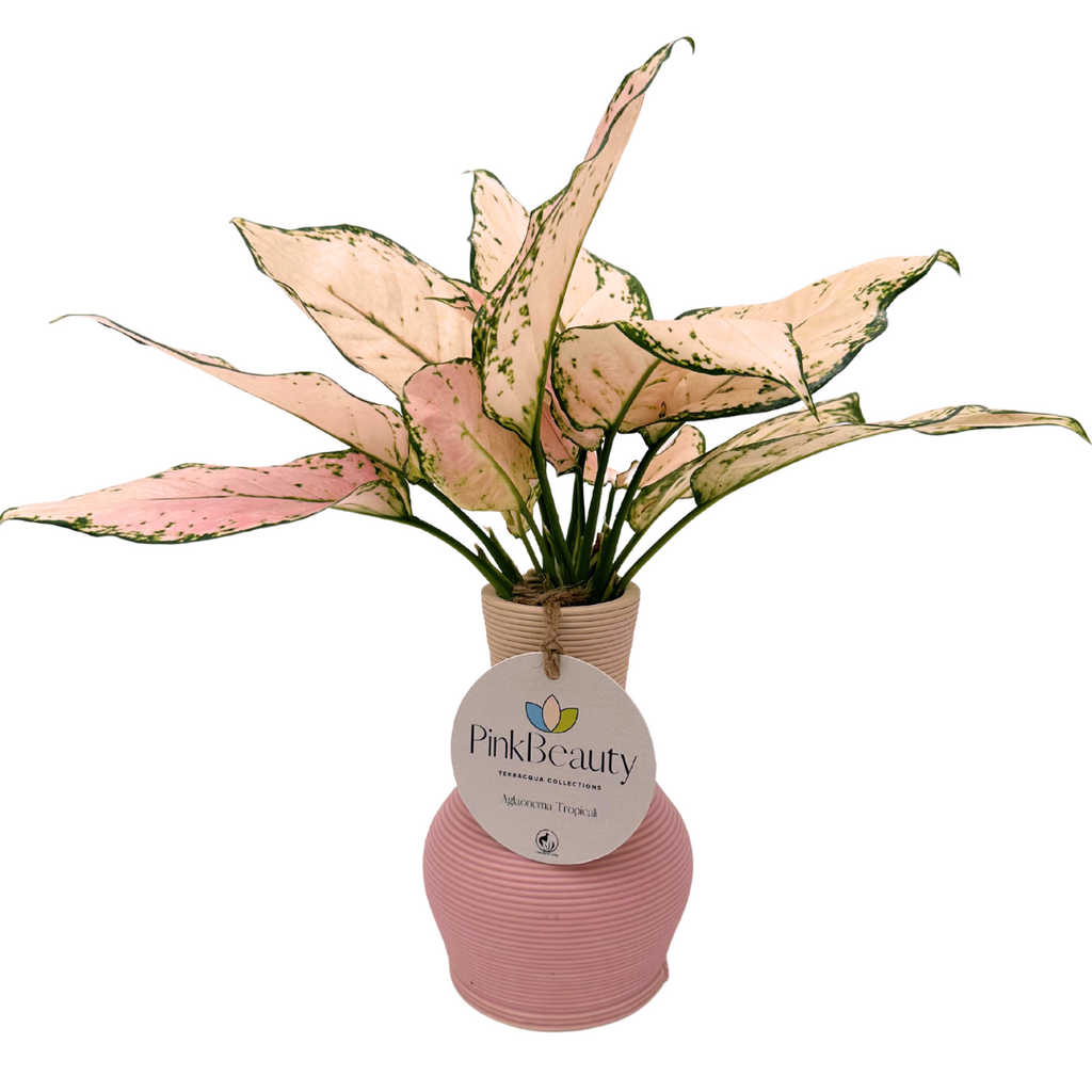 Pink Beauty – Aglaonema in Idrocultura con Vaso elegante in ceramica