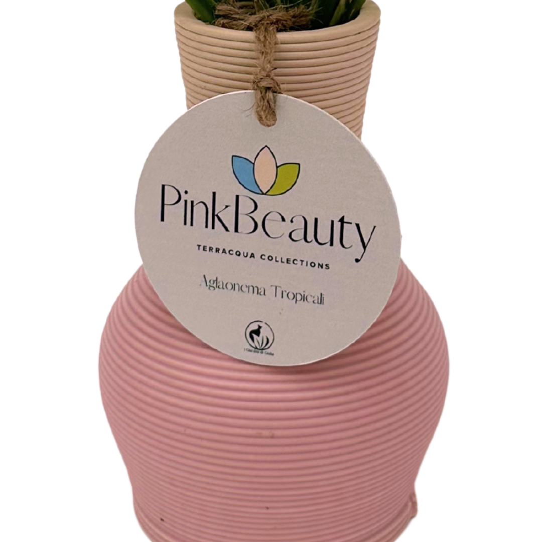 Pink Beauty – Aglaonema in Idrocultura con Vaso elegante in ceramica
