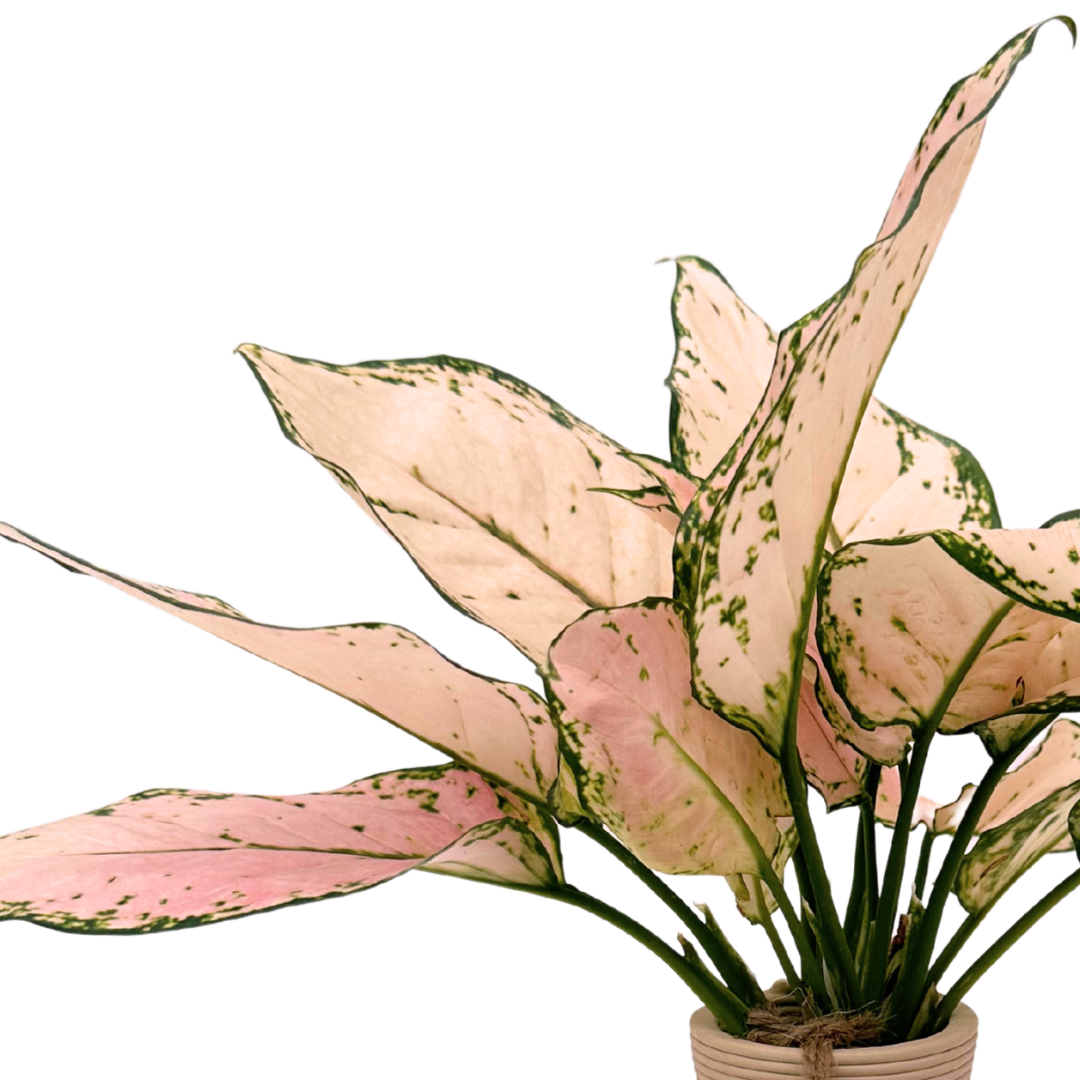 Pink Beauty – Aglaonema in Idrocultura con Vaso elegante in ceramica
