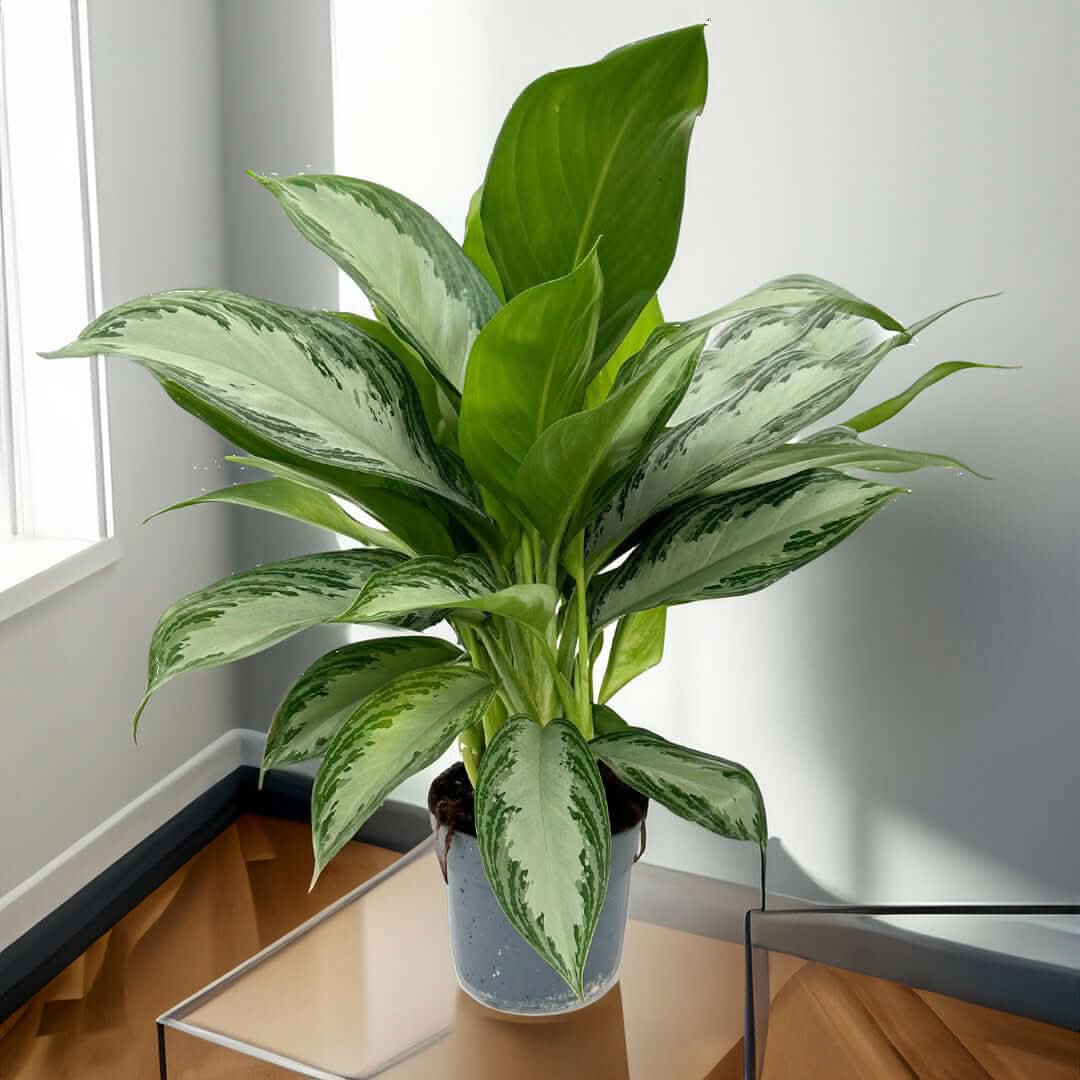 Aglaonema Silver Bay