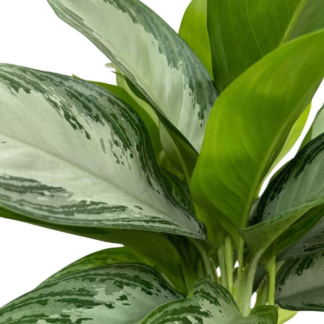 Aglaonema Silver Bay