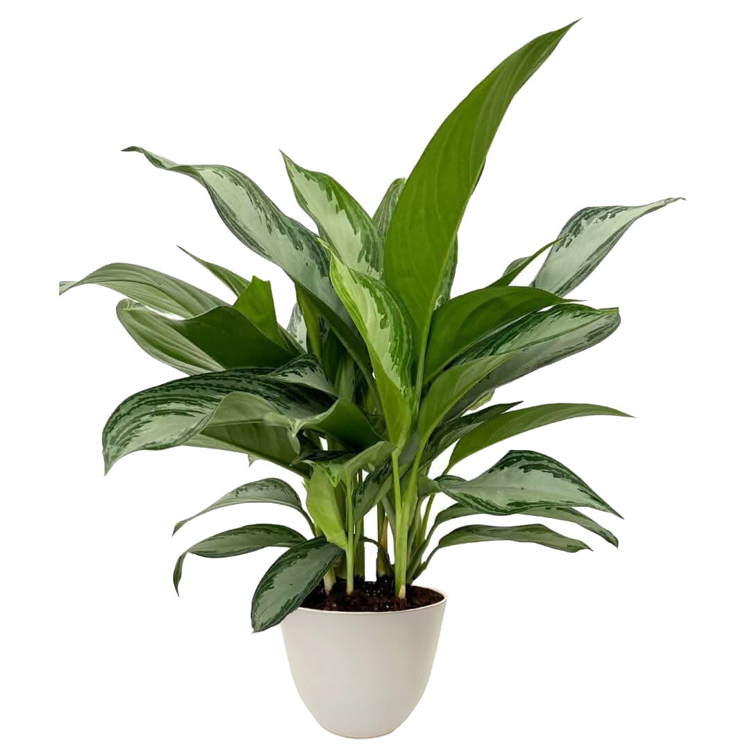 Aglaonema Silver Bay