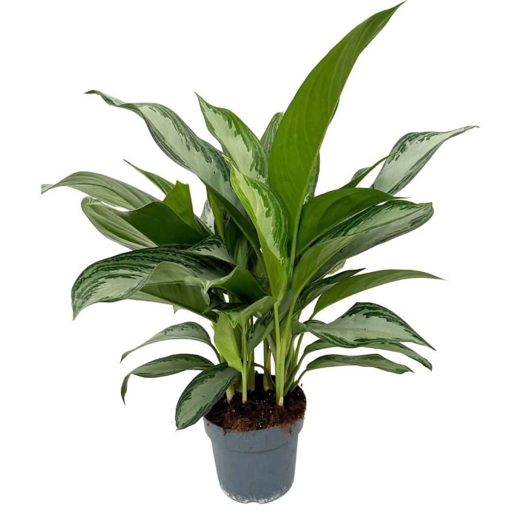 Aglaonema Silver Bay