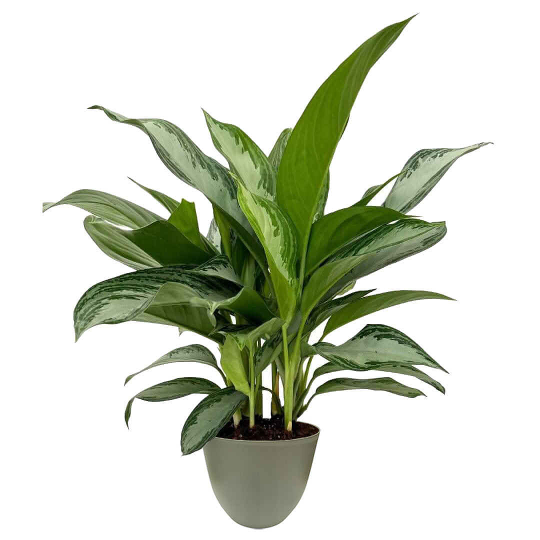 Aglaonema Silver Bay