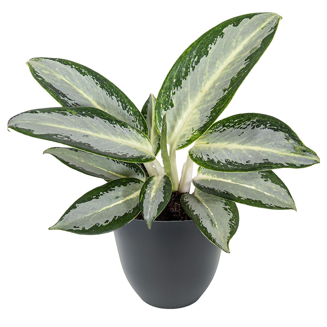 Aglaonema Silver Blue