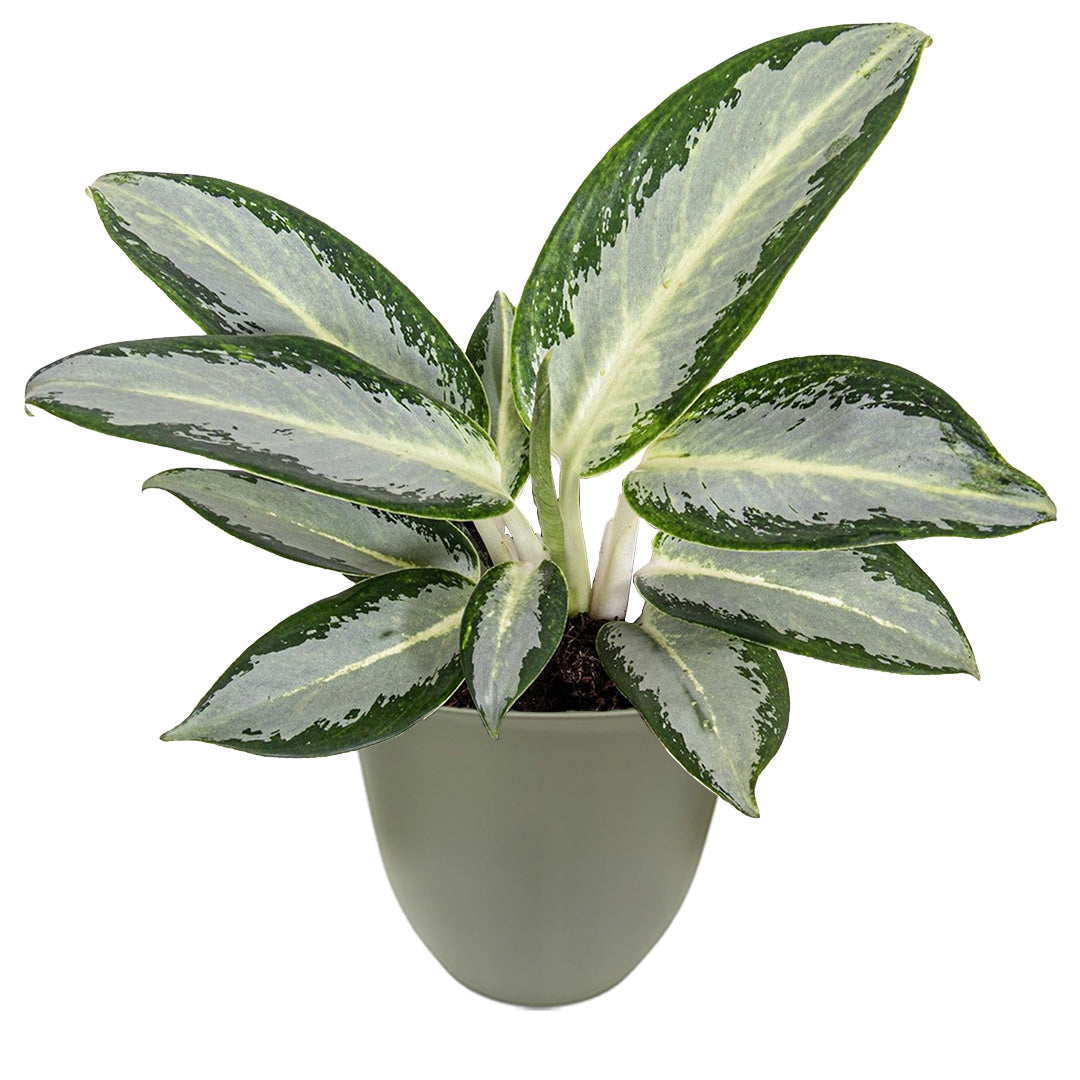 Aglaonema Silver Blue