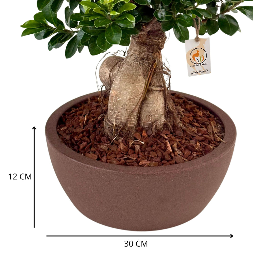 Bonsai ficus ginseng in vaso thetis