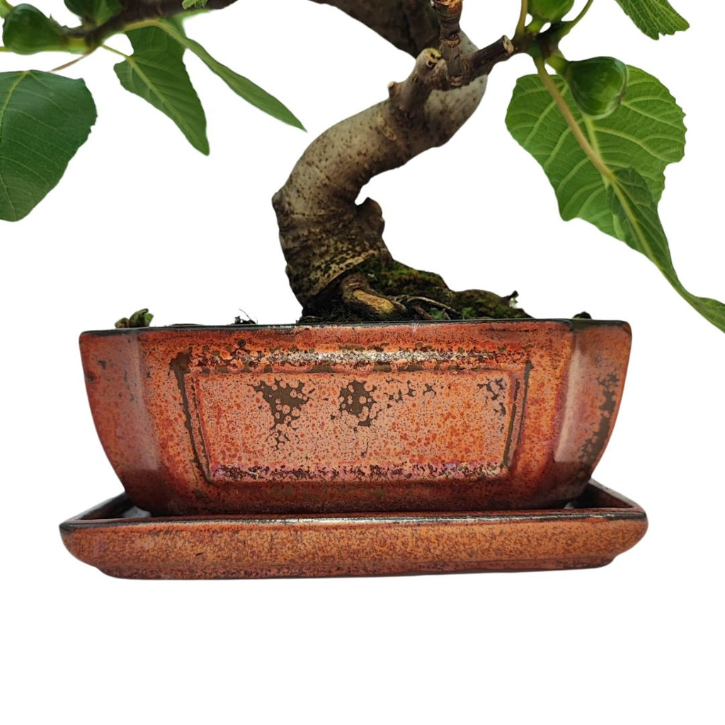 Bonsai Ficus Carica (Fico) 10 Anni - Collezione Premium