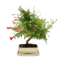 Bonsai Punica Granatum (Melograno) 8 Anni - Collezione Premium