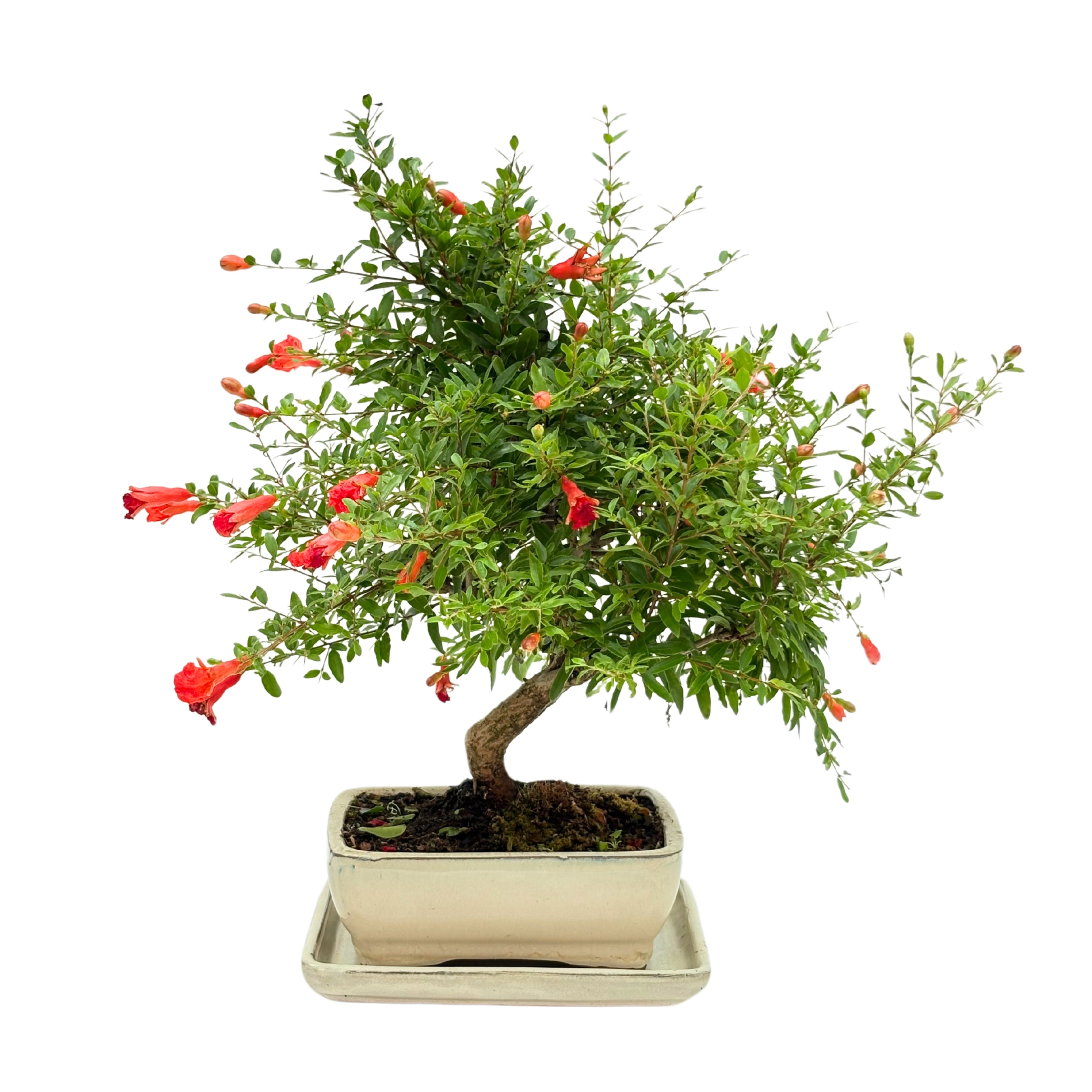 Bonsai Punica Granatum (Melograno) 8 Anni - Collezione Premium