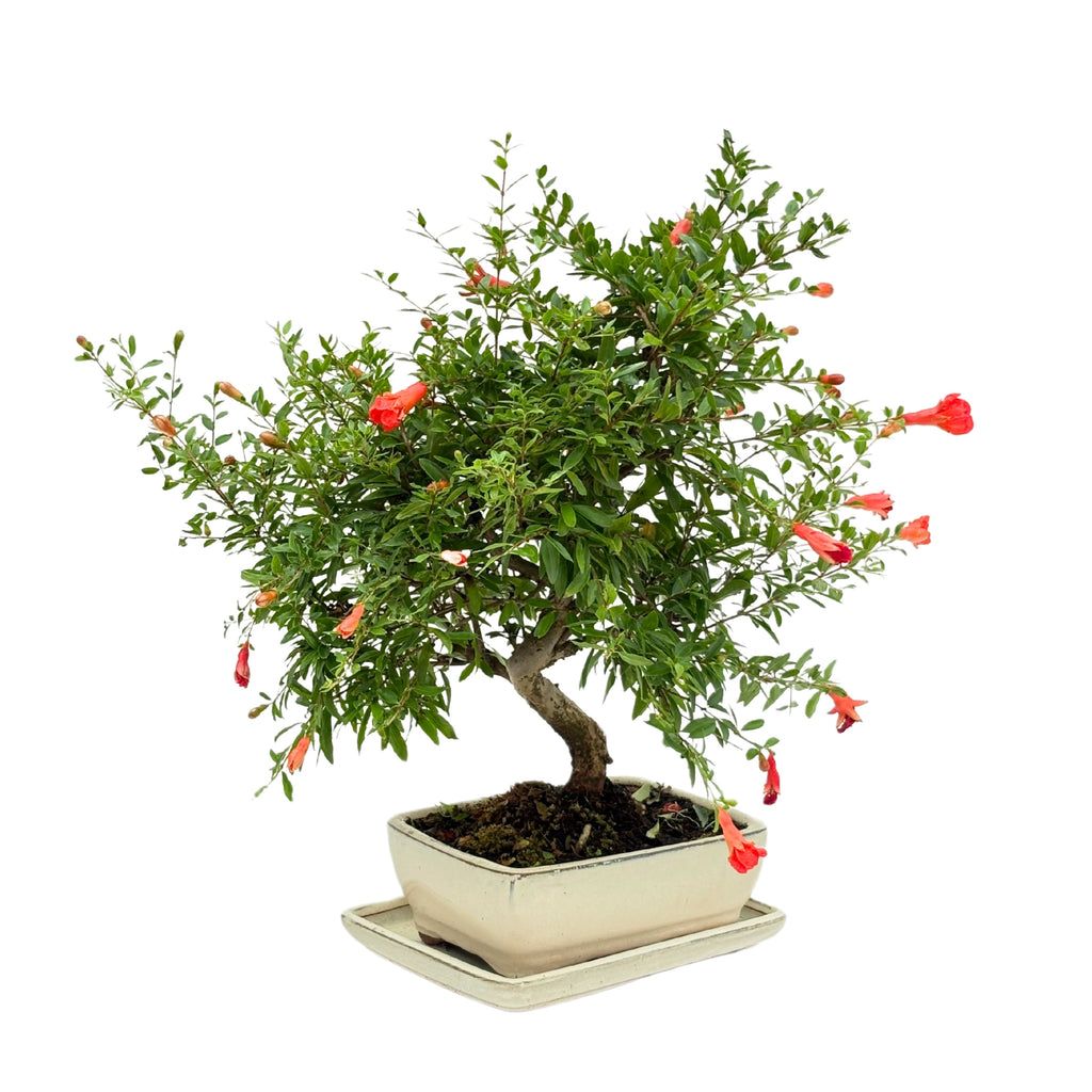 Bonsai Punica Granatum (Melograno) 8 Anni - Collezione Premium