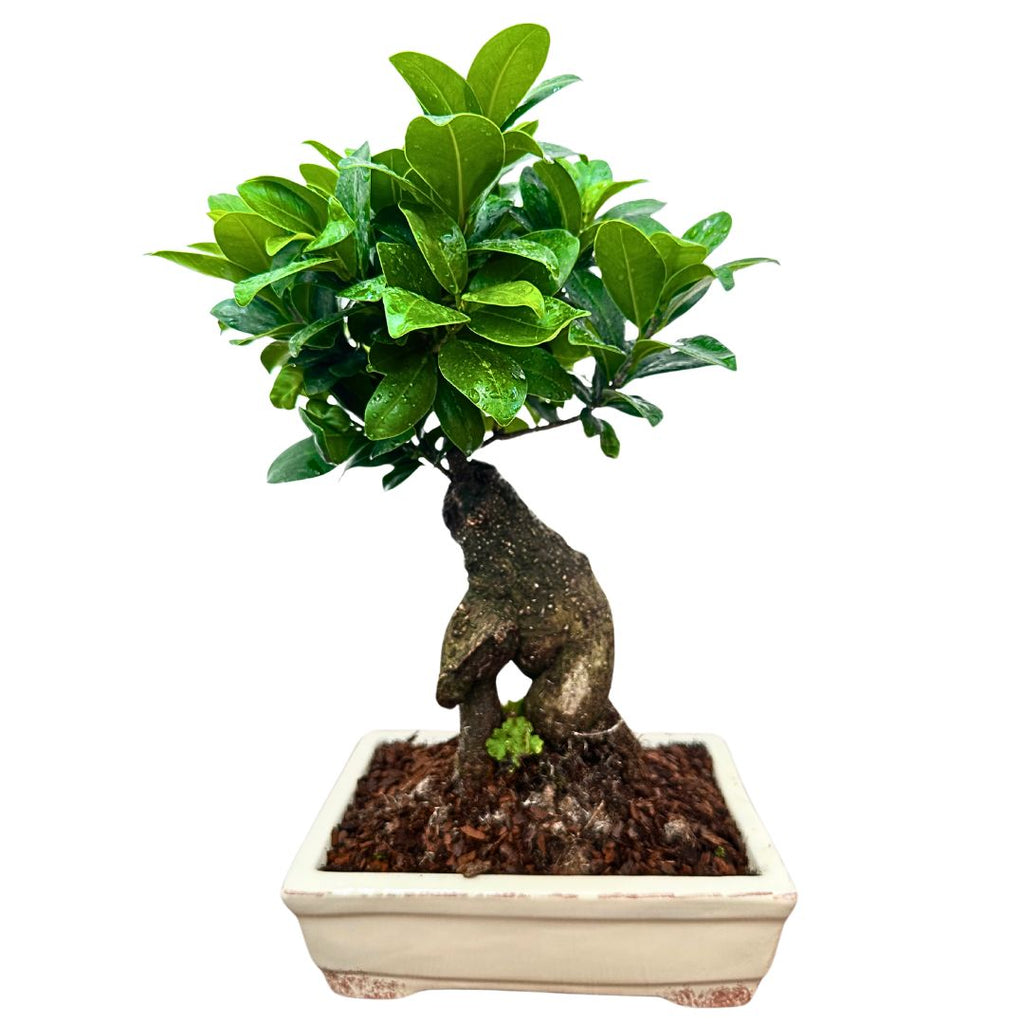 Bonsai Ginseng in Vaso Ceramica Amir