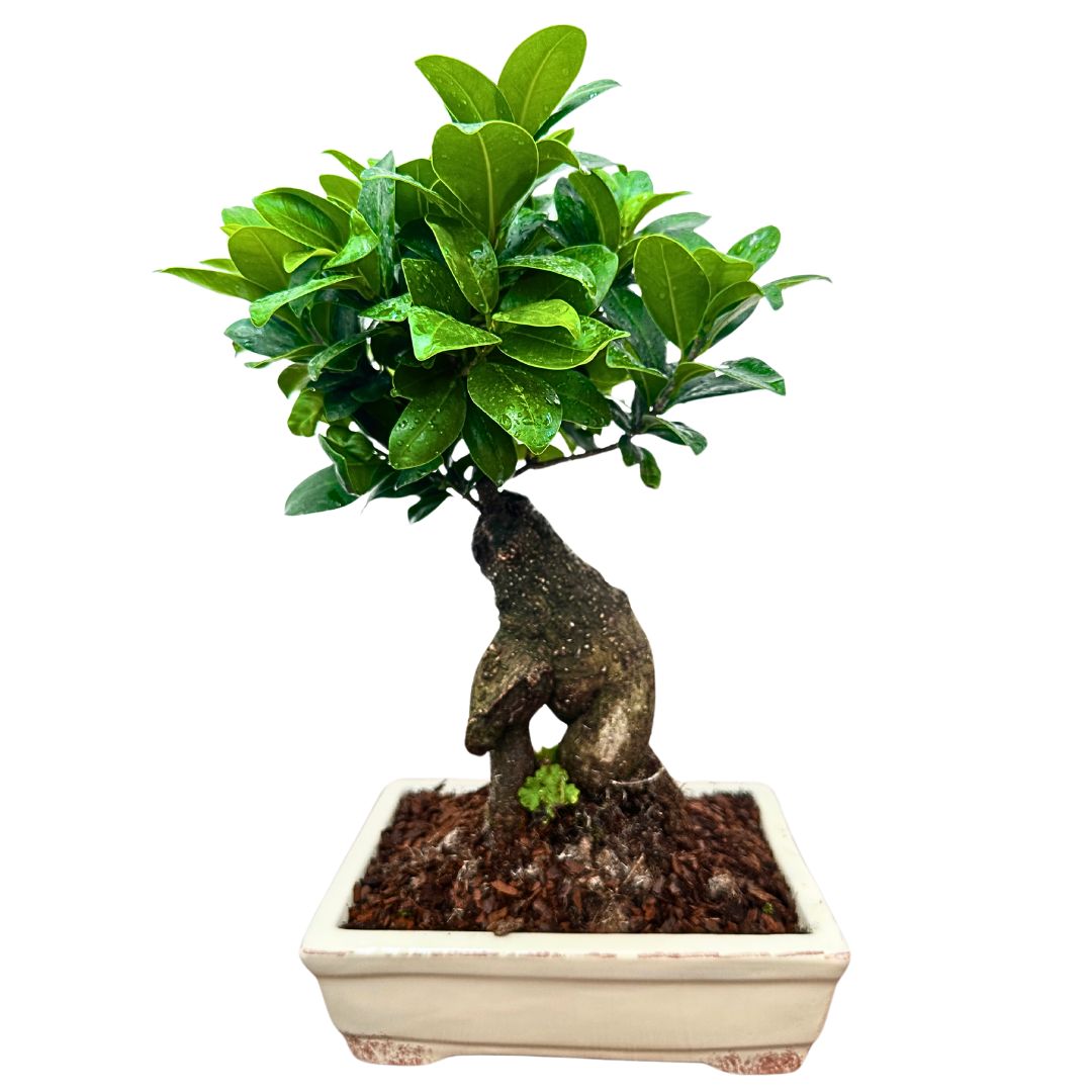 Bonsai Ginseng in Vaso Ceramica Amir