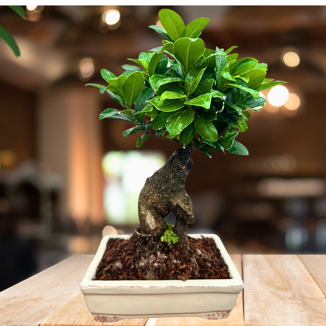 Bonsai Ginseng in Vaso Ceramica Amir
