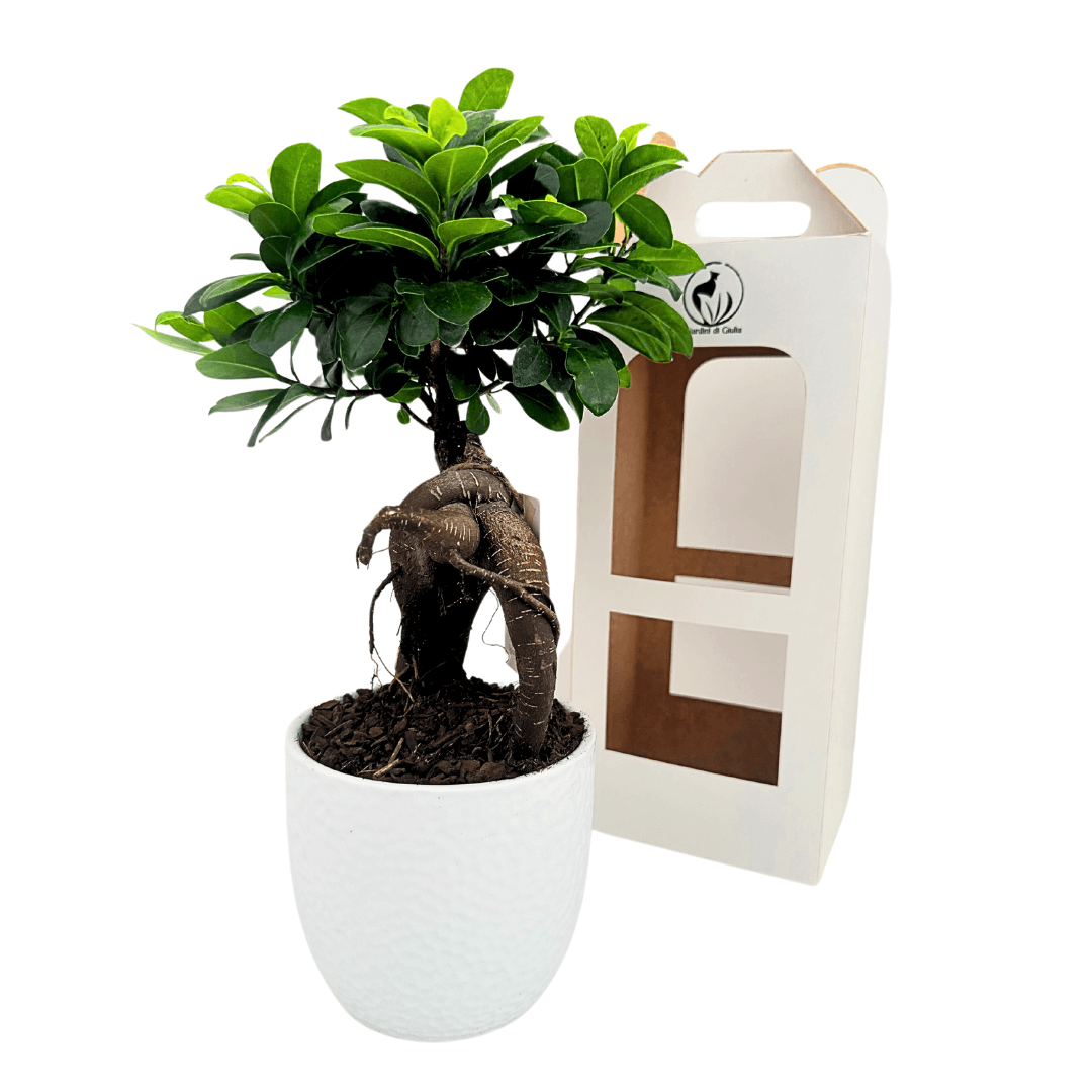 Bonsai Ficus Ginseng in vaso Boston diametro d. 13 cm