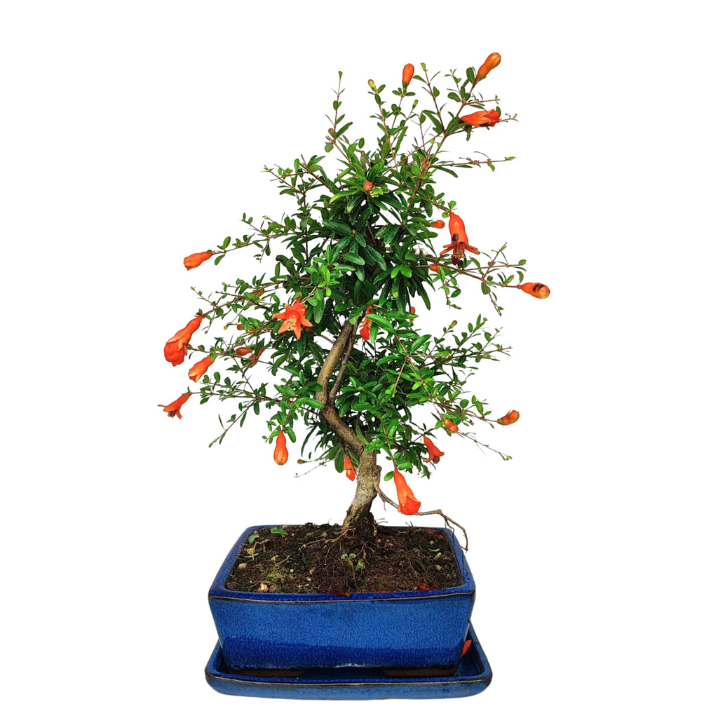Bonsai Punica Granatum Nana 7 Anni - Collezione Premium