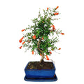Bonsai Punica Granatum Nana 7 Anni - Collezione Premium