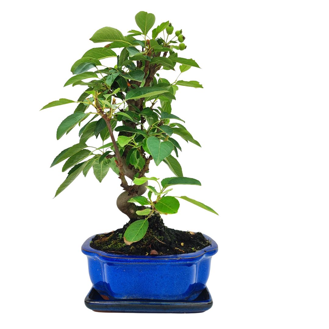 Bonsai Melo 10 Anni - Collezione Premium
