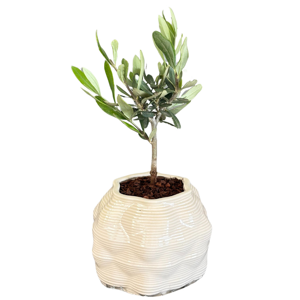 Bonsai olivo in vaso di ceramica Bangkok D. 10 cm H. 23 cm