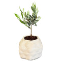 Bonsai olivo in vaso di ceramica Bangkok D. 10 cm H. 23 cm