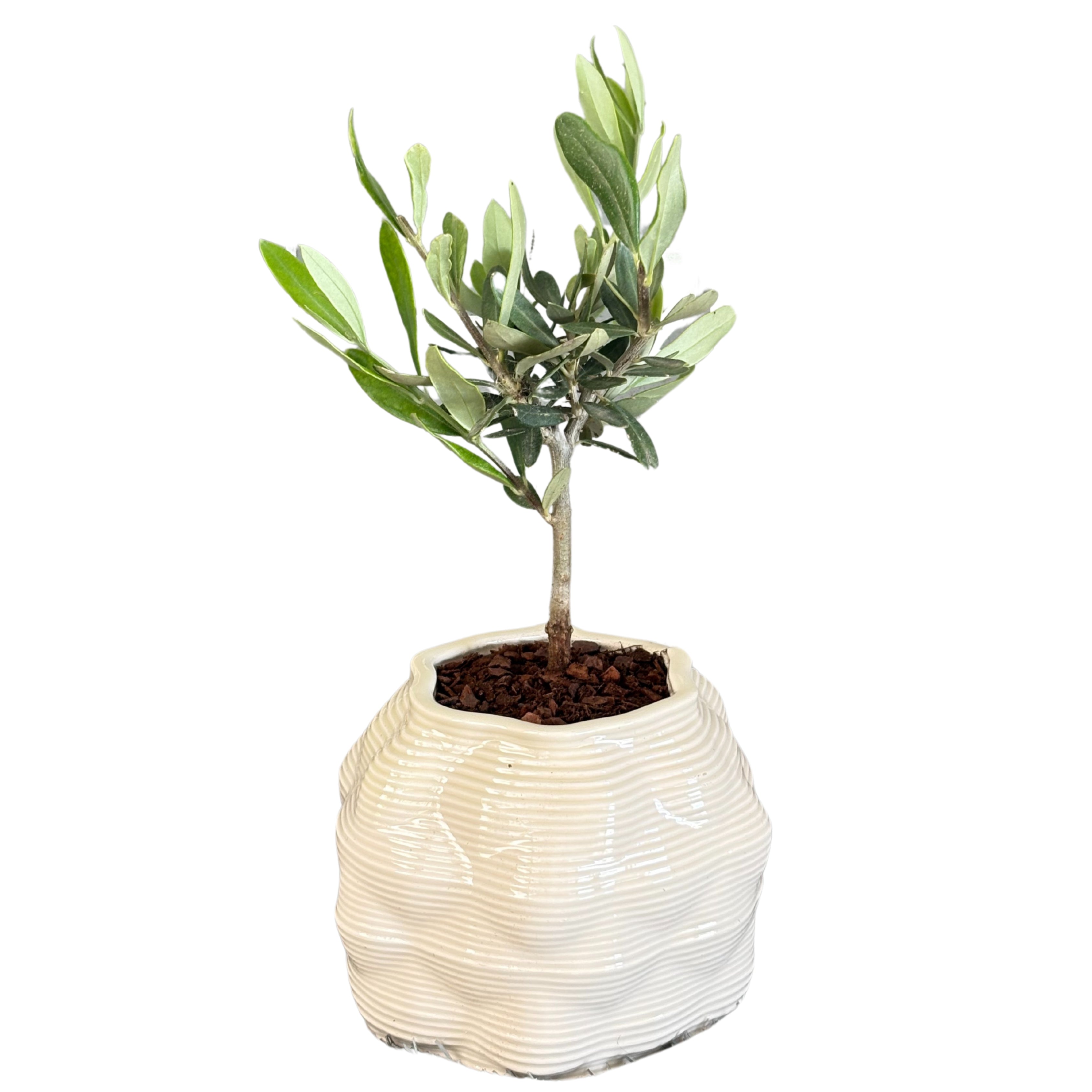 Bonsai olivo in vaso di ceramica Bangkok D. 10 cm H. 23 cm