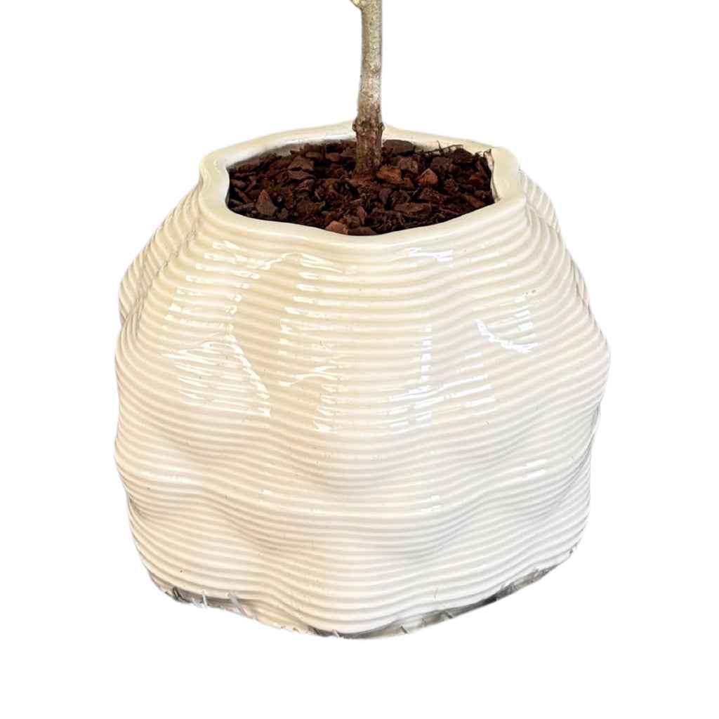 Bonsai olivo in vaso di ceramica Bangkok D. 10 cm H. 23 cm