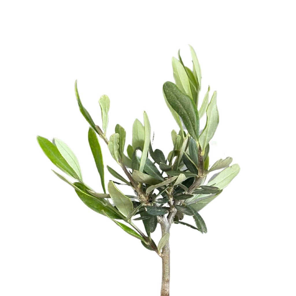 Bonsai olivo in vaso di ceramica Bangkok D. 10 cm H. 23 cm