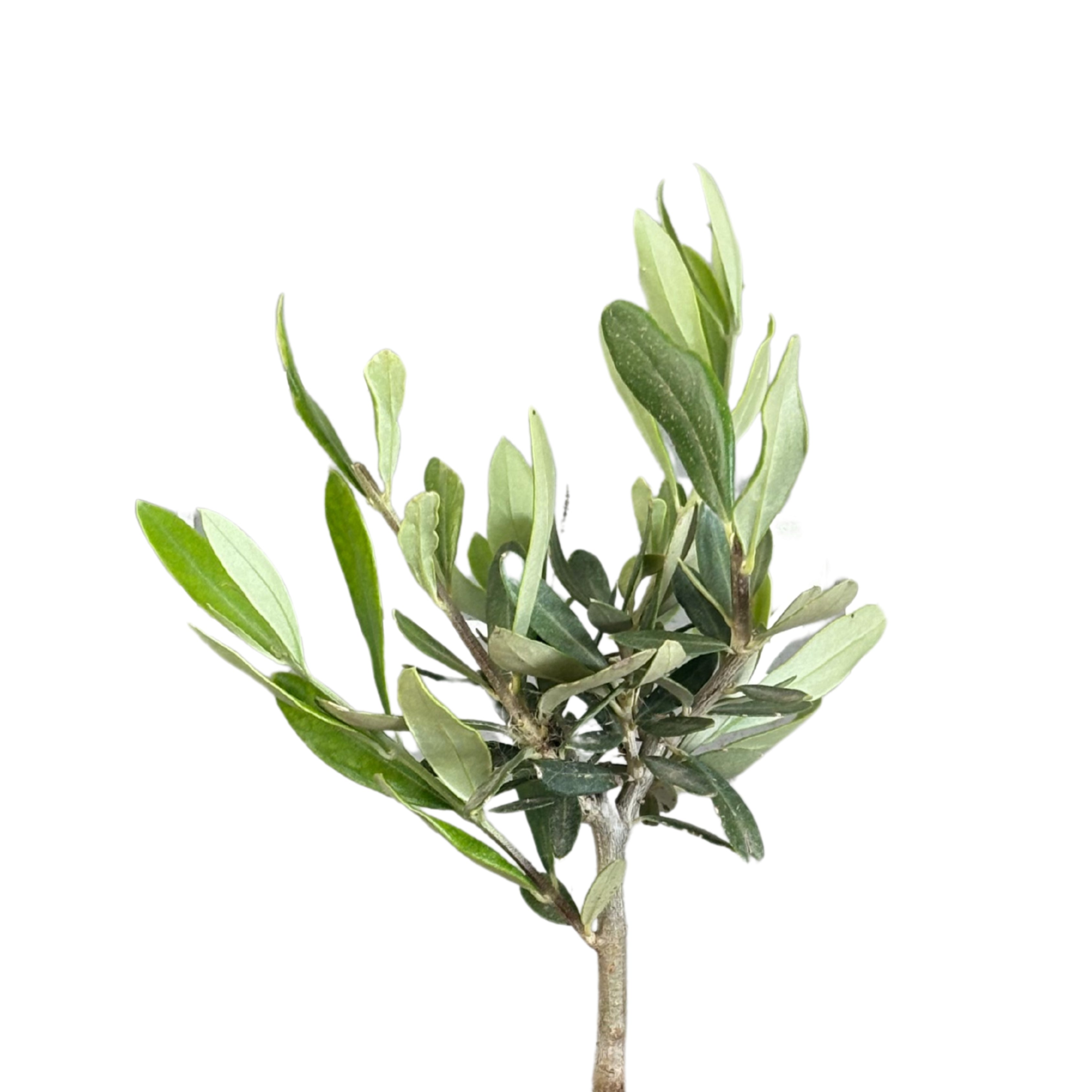 Bonsai olivo in vaso di ceramica Bangkok D. 10 cm H. 23 cm