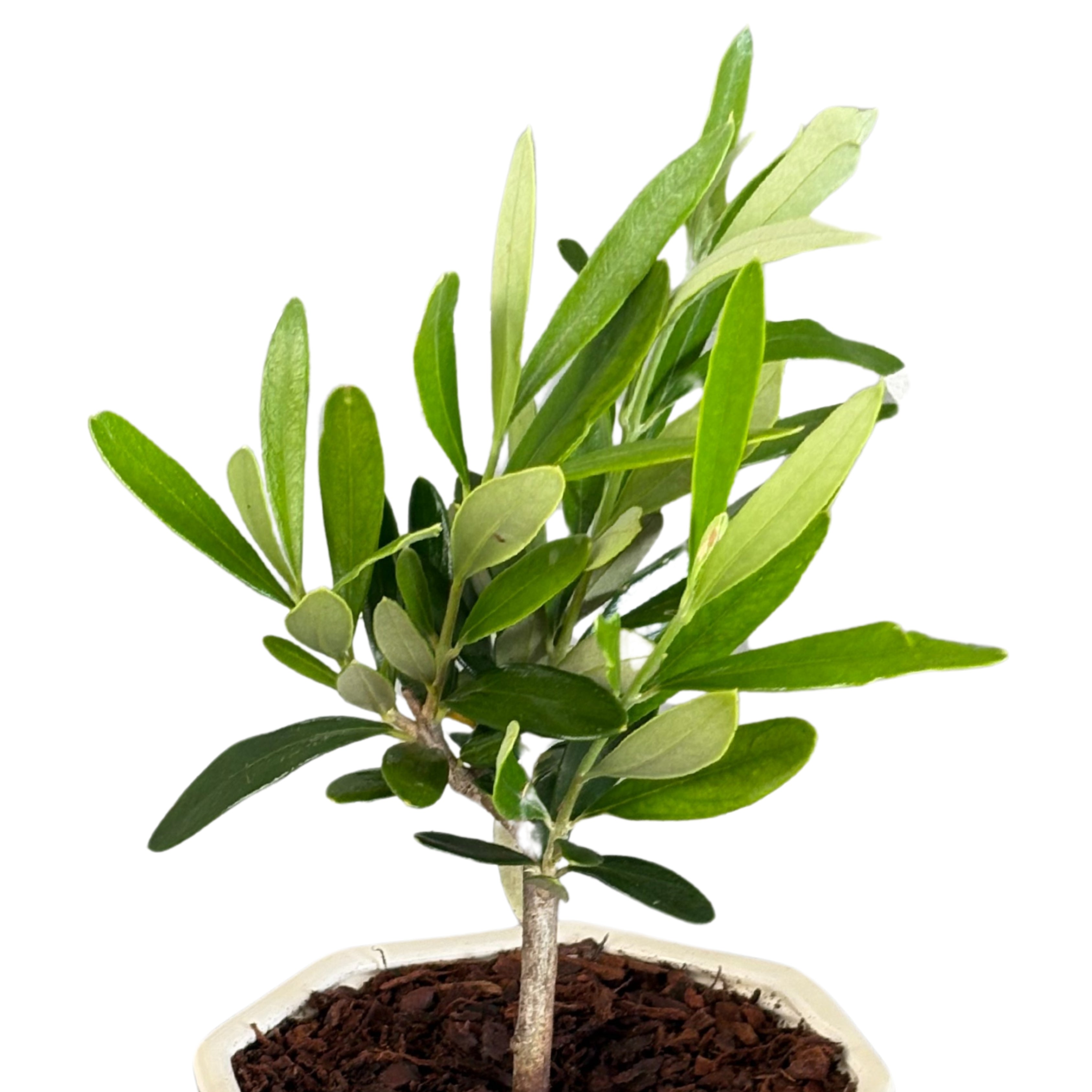 Bonsai olivo in vaso di ceramica Carina D. 10 cm H. 23 cm