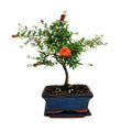 Bonsai Punica Granatum (Melograno) Nana 7 Anni - Collezione Premium