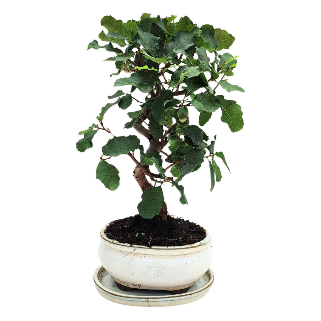 Bonsai Quercus Faginea 8 Anni - Collezione Premium