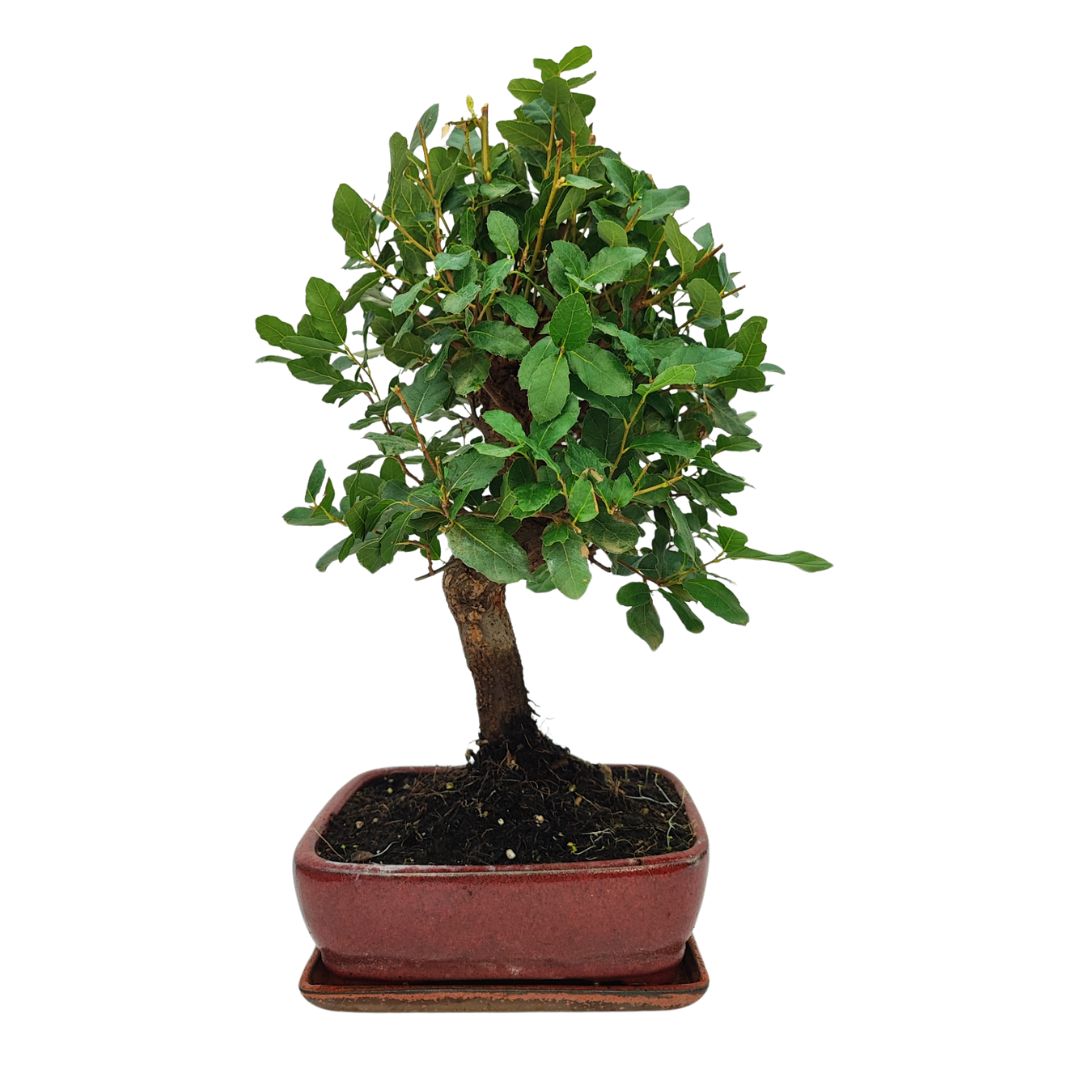 Bonsai Quercus Suber (Sughero) 10 Anni - Collezione Premium