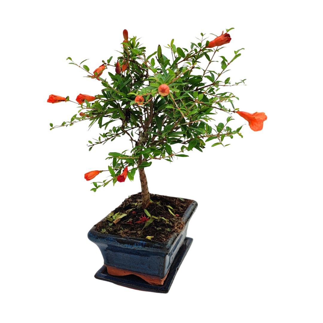 Bonsai Punica Granatum (Melograno) Nana 7 Anni - Collezione Premium