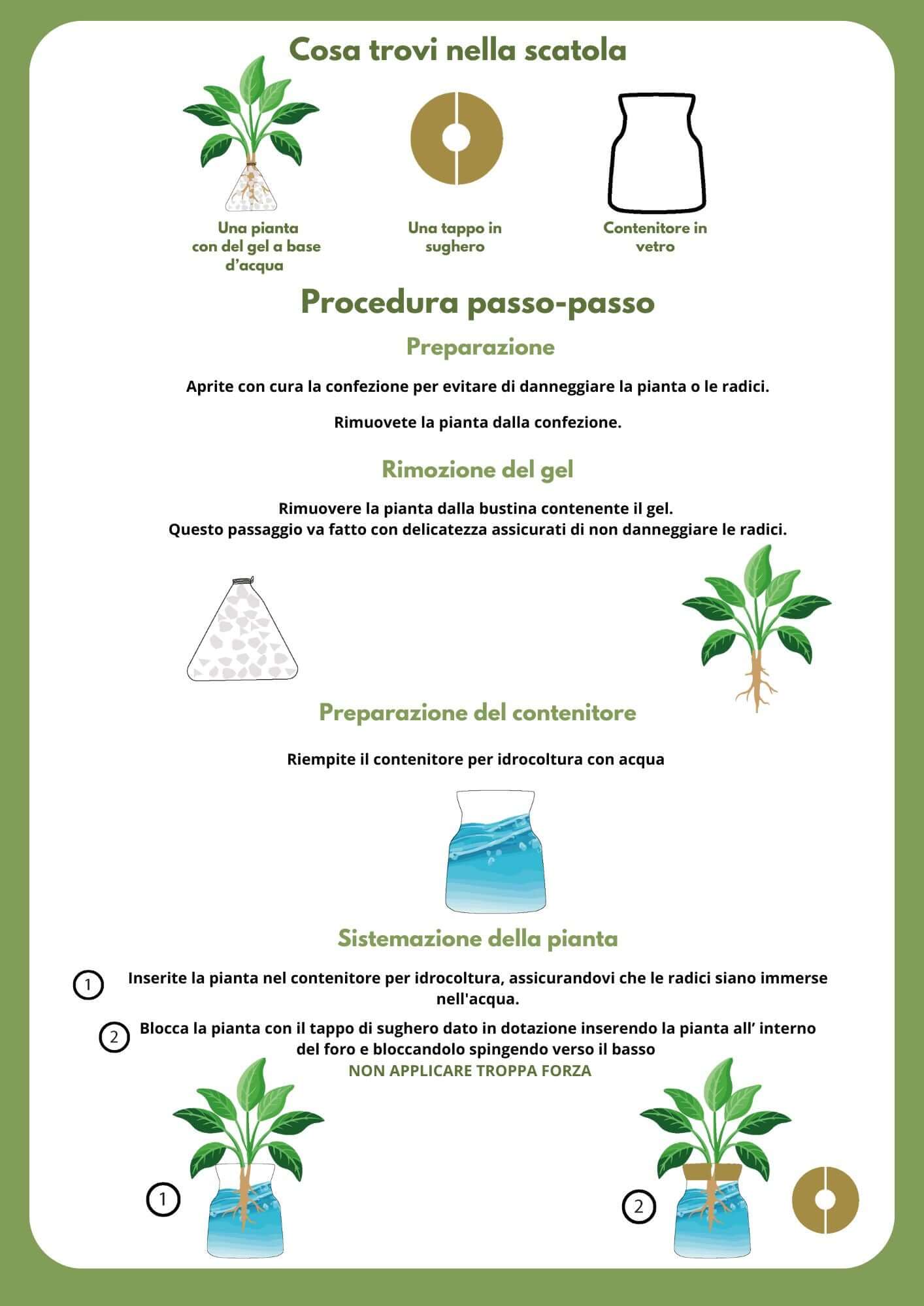 Aglaonema 'Pink Beauty' in Idrocoltura