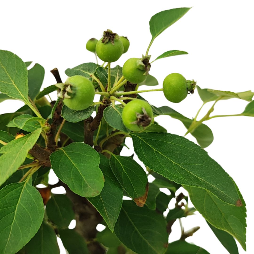 Bonsai Melo 10 Anni - Collezione Premium