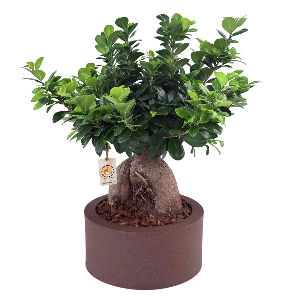 Bonsai ficus ginseng in vaso a Riserva  Echo