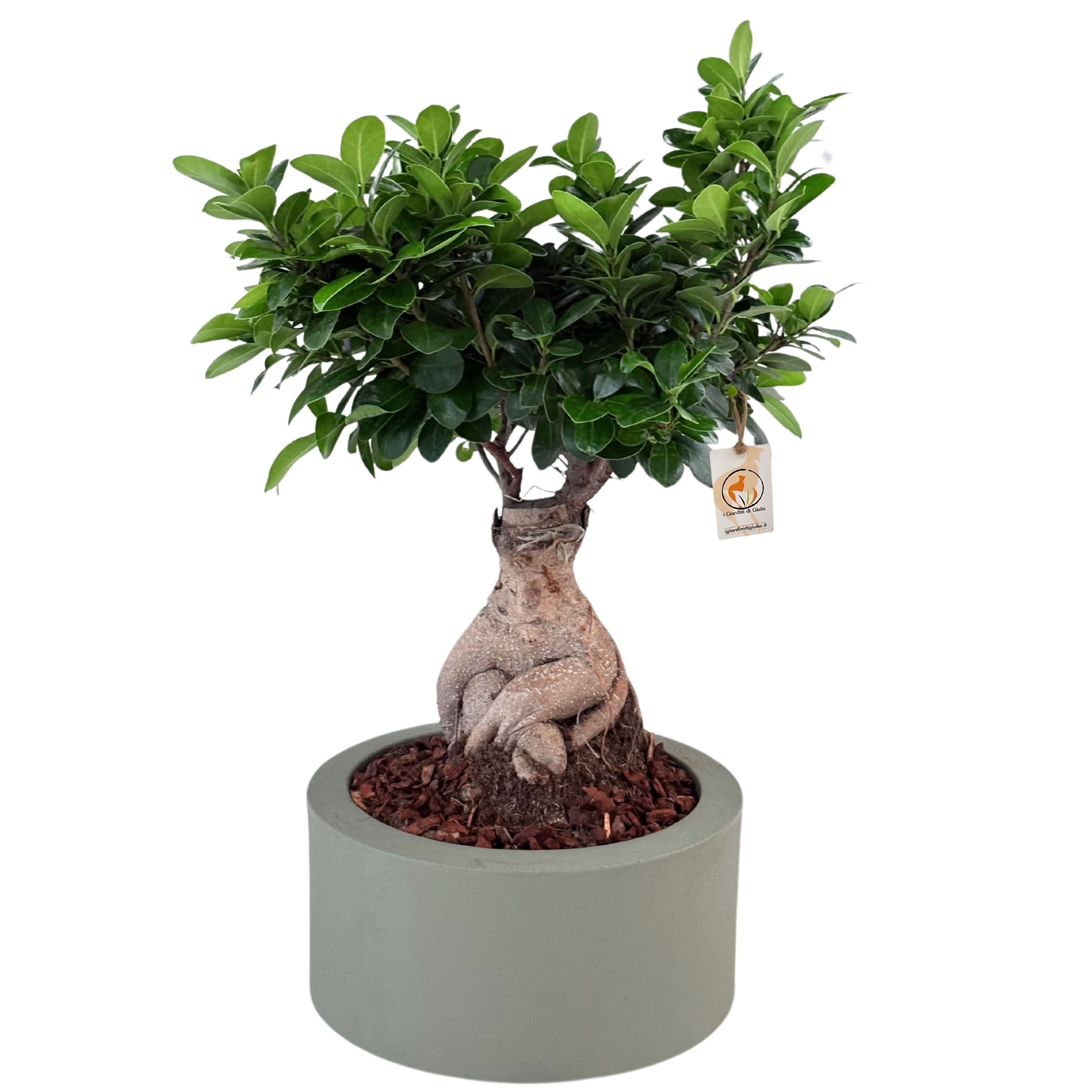 Bonsai ficus ginseng in vaso a Riserva  Echo