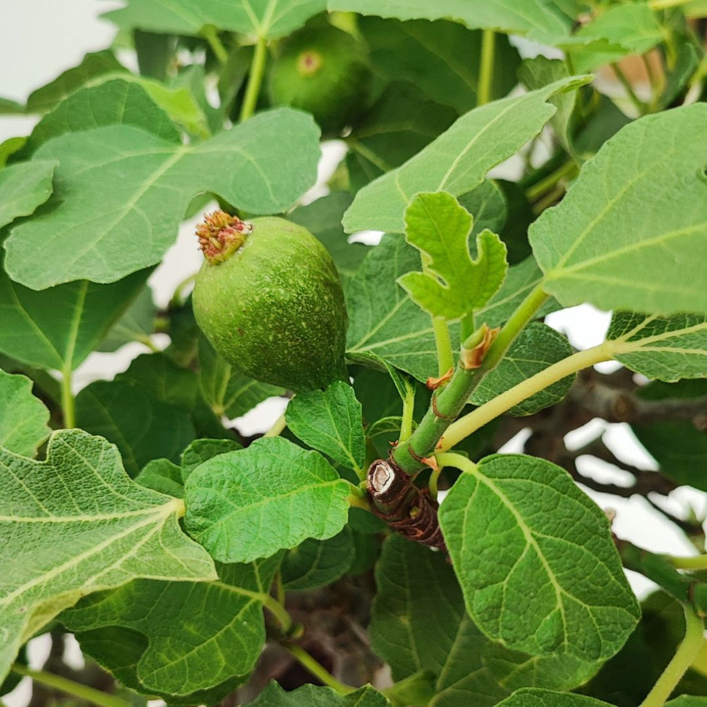 Bonsai Ficus Carica (Fico) 22 Anni - Collezione Premium