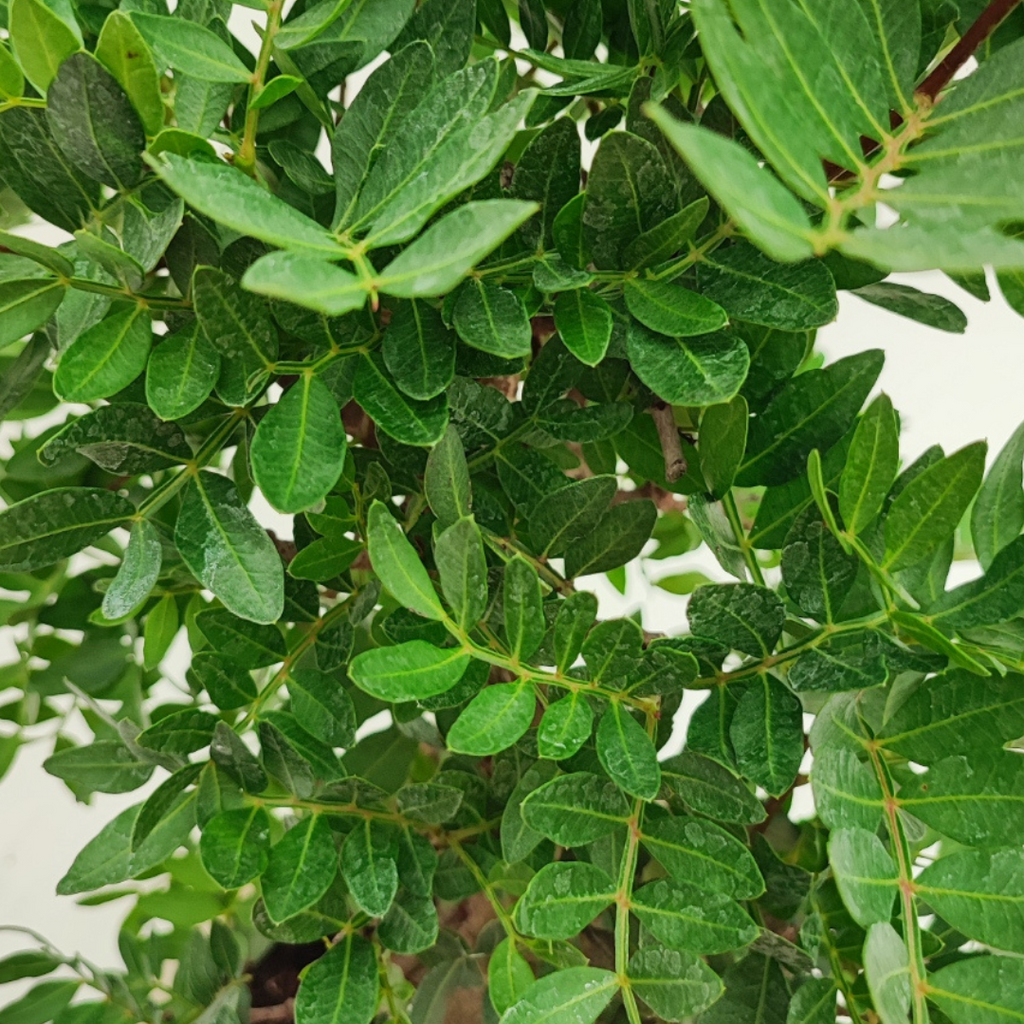 Bonsai Pistacia Lentiscus 12 Anni - Collezione Premium