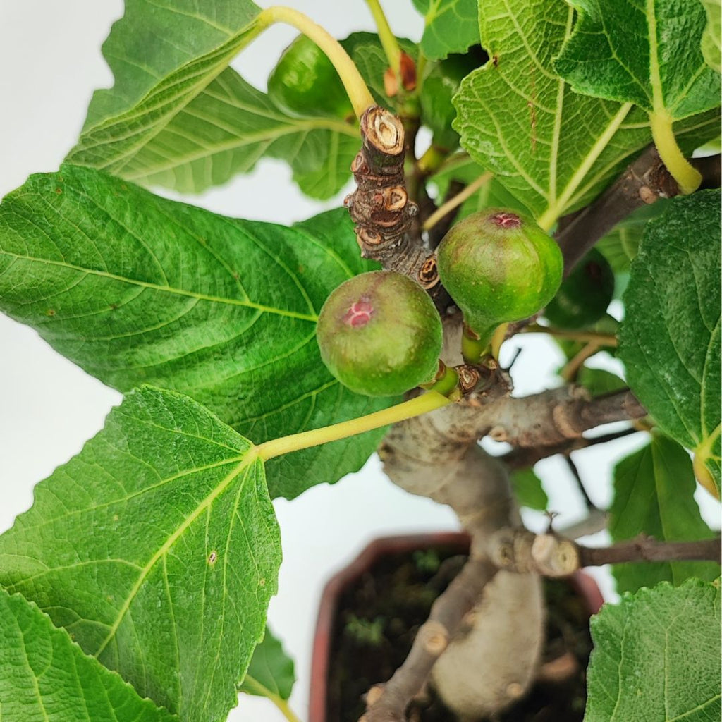 Bonsai Ficus Carica (Fico) 10 Anni - Collezione Premium
