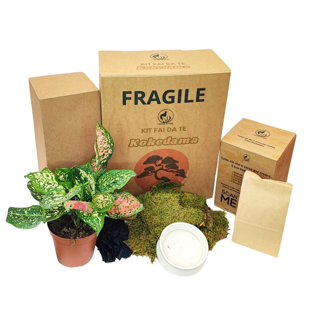 Kit Kokedama Fai da te Aglaonema Pink Tutto incluso