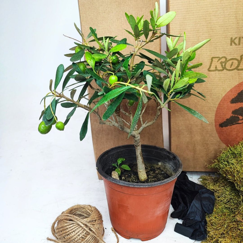 Kit Kokedama Fai da te olivo bonsai Tutto incluso