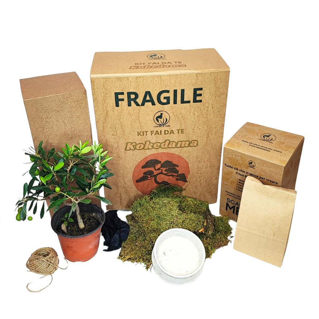 Kit Kokedama Fai da te olivo bonsai Tutto incluso