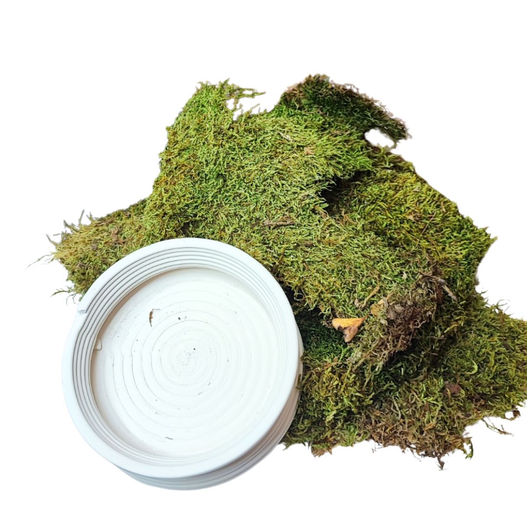 Kit Kokedama Fai da te Sansevieria Laurentii Tutto incluso