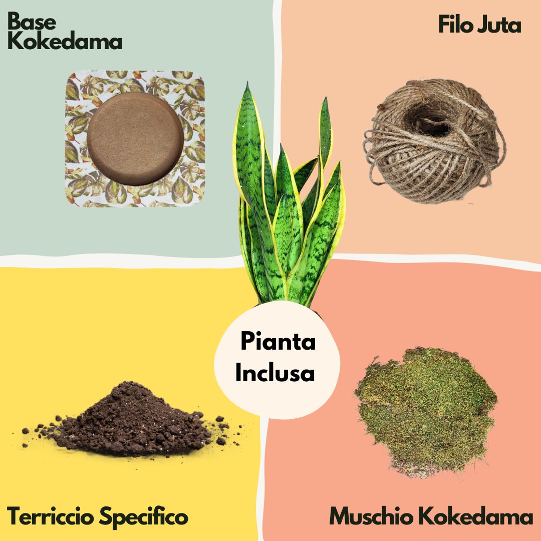 Kit Kokedama Fai da te Sansevieria Laurentii Tutto incluso