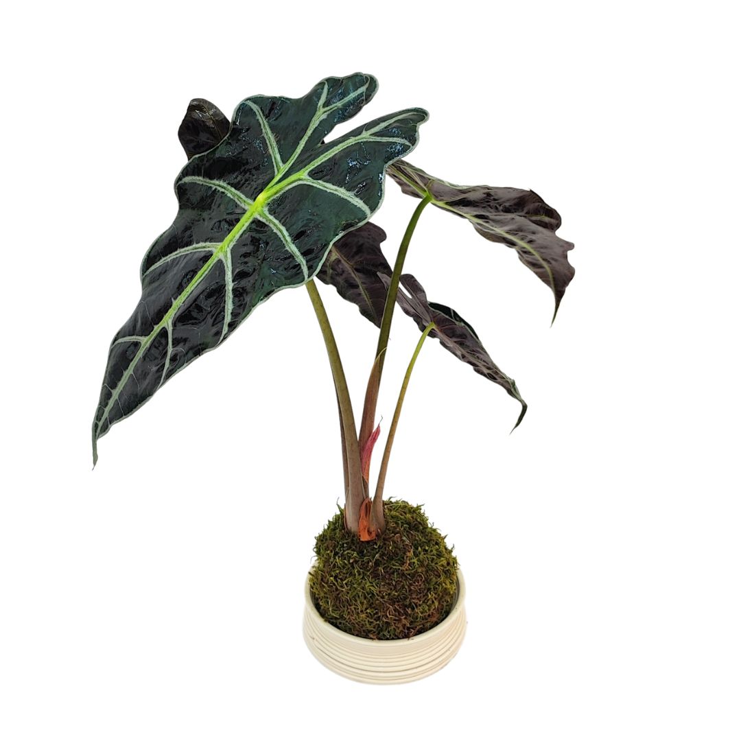 Kokedama Alocasia polly