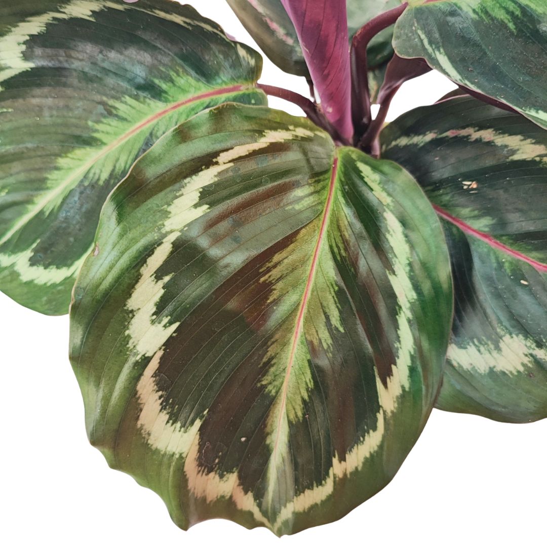 Kokedama calathea medallion