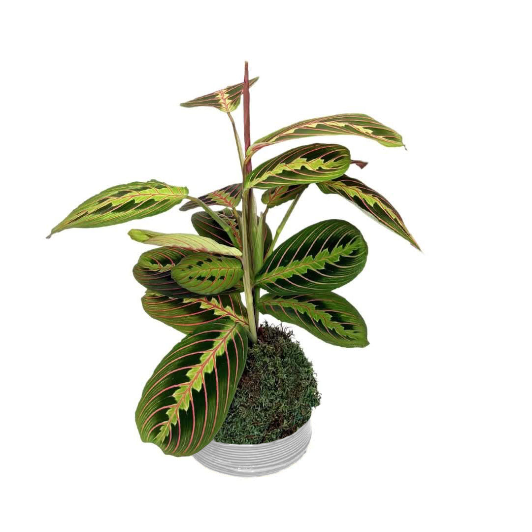 Kokedama Maranta