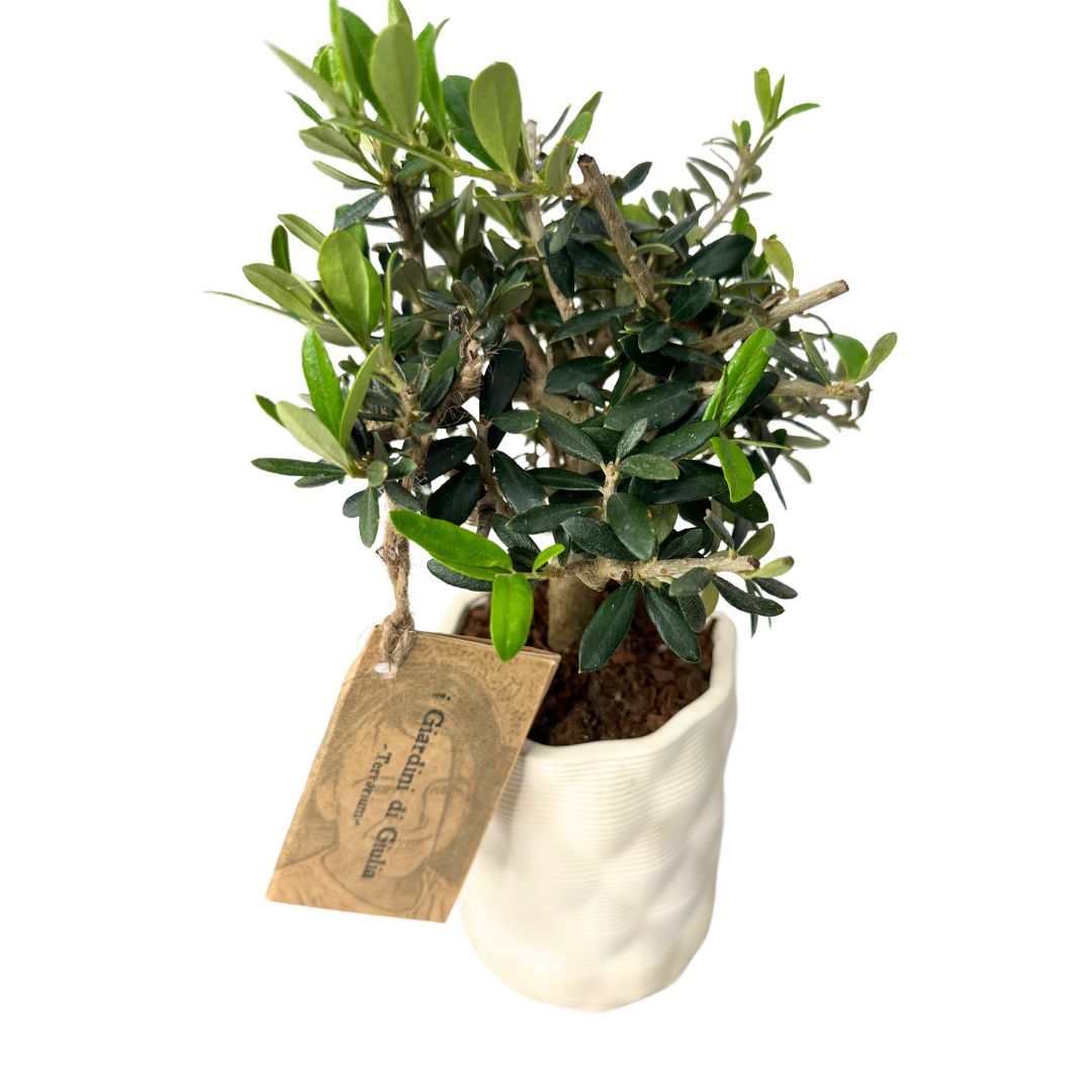 Bonsai Olivo Andromeda